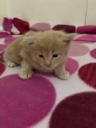 Adopting a free kitten is admirable, but not so free as you may think. Cats And Kittens Fr Free Adoption And Rehoming Near Me Home Facebook