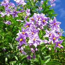 Solanum crispum - 'Glasnevin' (Chilean Potato Tree): Information, Pictures  & Cultivation Tips