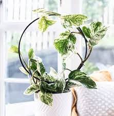 Hoop Trellis For Indoor Potted Plants