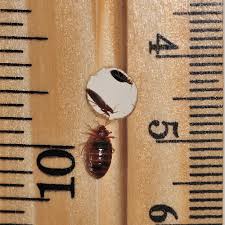 bed bug photos rutgers njaes