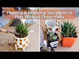 Succulents In Pots Without Drain Holes