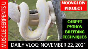 carpet python breeding techniques