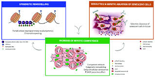 epigenetic reprogramming senolysis and