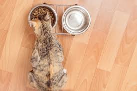 Transition any cat from to a species appropriate raw meat diet! Cat Feeding Schedule The Benefits Of Meal Feeding Your Cats Catster