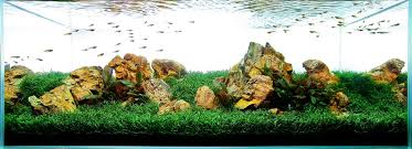 gr carpet in your aquarium