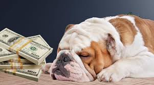 english bulldog puppies cost