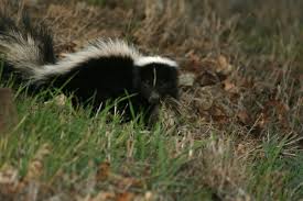 They had a pet skunk that would wander around the store. Skunks As Neighbors The Wildlife Center Of Virginia