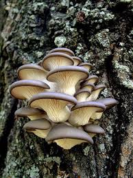 Image result for wild oyster mushroom
