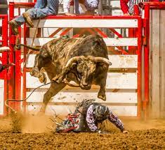 bull riding background images browse