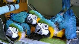 macaw parrot in india bird