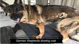 German Shepherds Blowing Coat