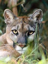 Whether it's your first time driving in florida or your first time driving, know that in order to arrive alive, you have to start safe! Florida State Animal Florida Panther Puma Concolor Coryi From Netstate Com