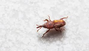 kill weevils and tiny bugs in bathroom