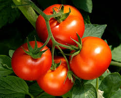 Turn Your Tomato Garden Upside Down