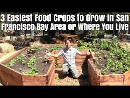 3 Easiest Food Crops You Can Grow In