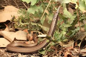 Burton's legless lizard , is a species of pygopodid lizard which means that it lacks forelegs and has only rudimentary hind legs. Burtons Legless Lizard South East Snake Catcher Gold Coast