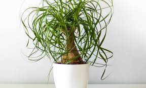 Indoor Plants For Your Home Or Office