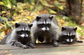 If you need raccoons removed from your attic in your hometown, we service over 500 usa locations! Could You Have Uninvited Animals In The Attic Prevent Attic Pests