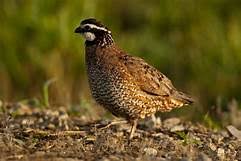 Many townships, villages and cities have embraced the. How To Raise Quail An Alternative To Chickens Backdoor Survival