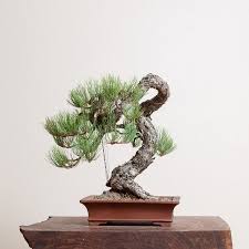 bonsai pine tree 25 pcs um