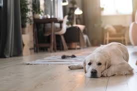 choosing pet friendly flooring a