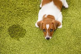pet urine stains and odors from carpets