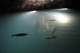Image result for underground fish
