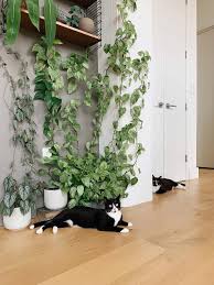 Climbing Plants Safe For Pets Leaf