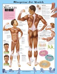 Blueprint For Health Your Muscles Anatomical Chart