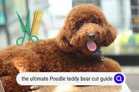 ultimate poodle teddy bear cut guide