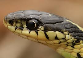 24 types of garter snakes in the united