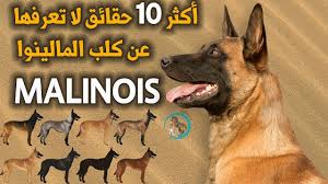 أكثر 10 حقائق لا تعرفها عن كلب المالينوا | Malinois dog - YouTube