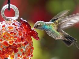Hummingbird Drinker Hummingbird Feeder