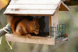 nourrissage des écureuils roux besoin