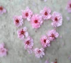 wallpapers com images hd lovely pink flower heart