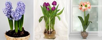 How To Grow And Force Bulbs Indoors