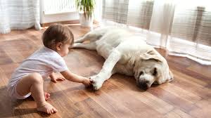 the best types of pet friendly flooring