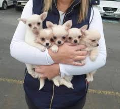 chihuahua puppies in melbourne region