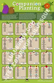 Companion Planting Infographic Chart A Gardeners Friend