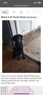 Labrador cross springer puppy raised ina family home wormed flead and microchipped puppy pack to include. Spokane Craigslist Pets Posts Facebook