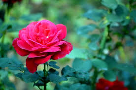 beautiful rose free stock photo