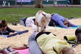 lavender farm brings back goat yoga