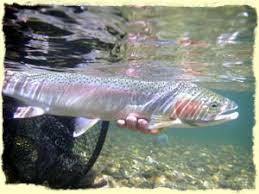 Trinity River Adventures - Guided Fly Fishing