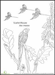 Explore the website to find more beautiful and free colouring sheets. Scarlet Macaw Coloring Page Macaw Coloring Pages Bird Coloring Pages