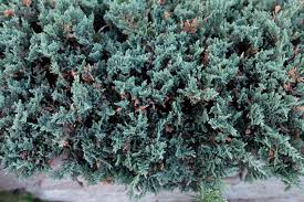 how to grow and care for blue rug juniper