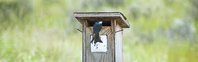 Tree Swallow Housing Nature Canada