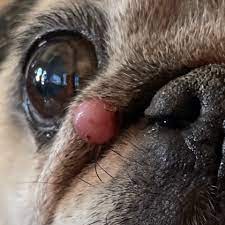 dog tumors cysts with veterinarian