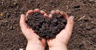about our compost black earth compost
