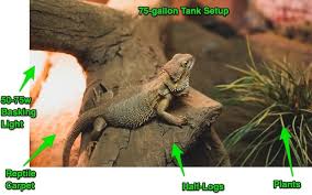Bearded Dragon Habitat 7 Tips To Setup The Best Enclosure Everything Reptiles