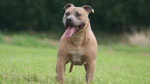 The staffordshire bull terrier shares the same ancestry as the bull terrier, i.e. Staffordshire Bull Terrier Price Temperament Life Span